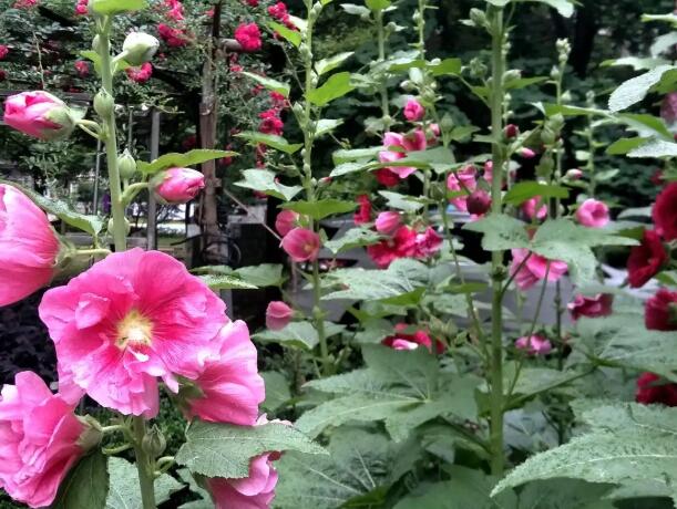 1666796967713014.jpg 4.jpg