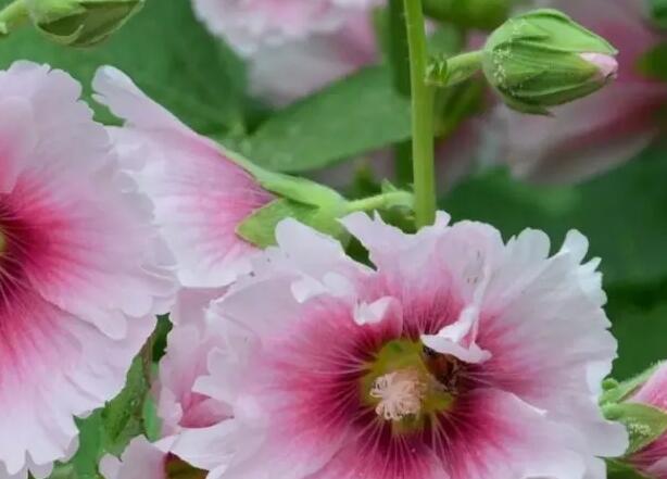 1666796996274948.jpg 4++.jpg