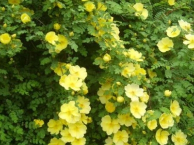 黃刺玫種子什么時候成熟