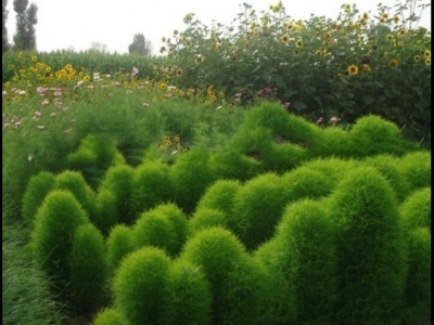 綠地膚種子什么時(shí)候播種