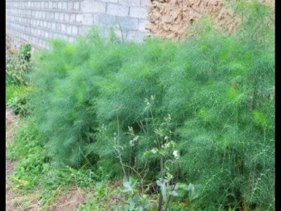 茴香種子什么時(shí)候成熟