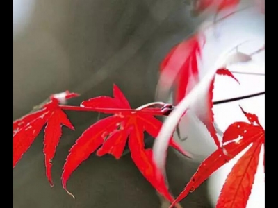 楓樹種子怎么催芽