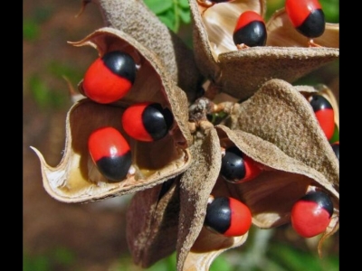 紅豆種子怎么種植的全過程