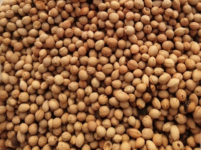 鈣果種子怎么種?怎么生芽?