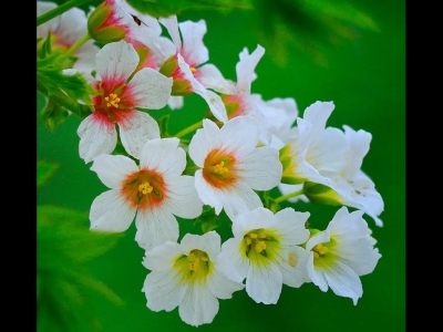 文冠果種子什么時(shí)候種