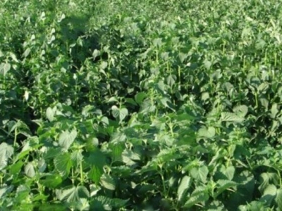 藿香種子什么時(shí)候種