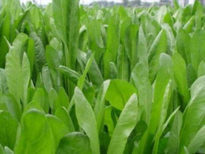 菊苣種子什么時候播種