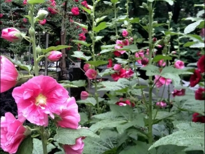 蜀葵幾天發(fā)芽