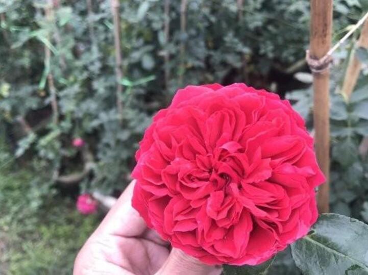 藤本月季 藤本月季