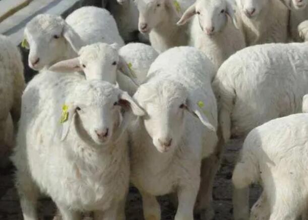 1667559597997696.jpg 8+++.jpg