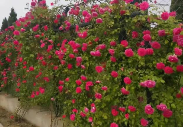 1668677673315255.jpg 4.jpg