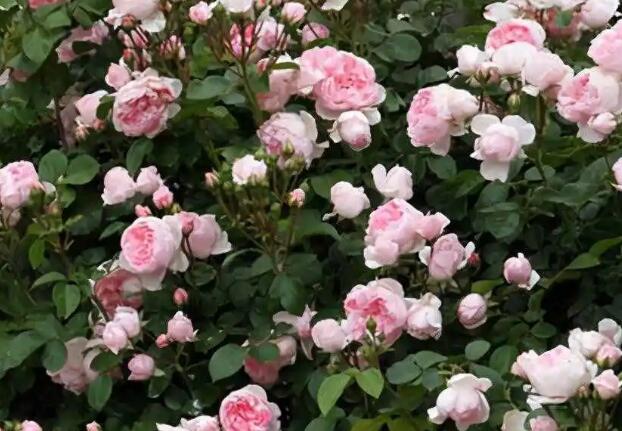 1668677686371631.jpg 4+.jpg