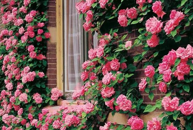 1668677699834368.jpg 4++.jpg