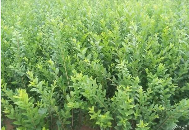 1668697598823804.jpg 8.jpg