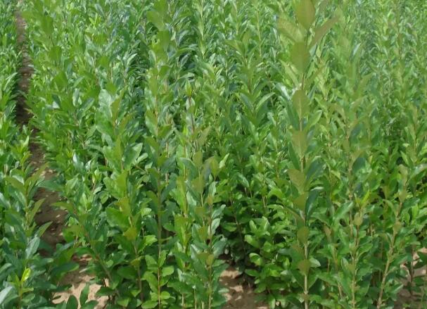 1668697610130396.jpg 8+.jpg