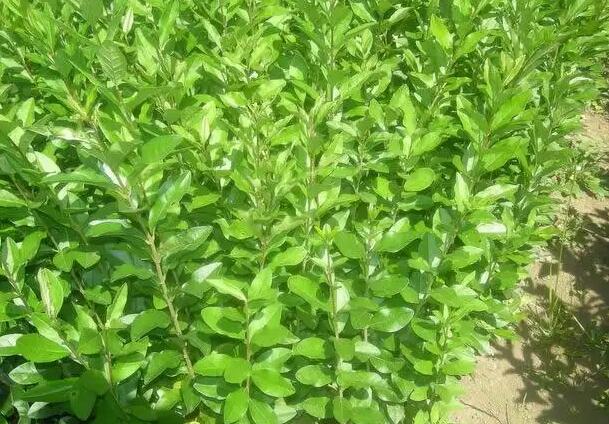 1668697623290704.jpg 8++.jpg