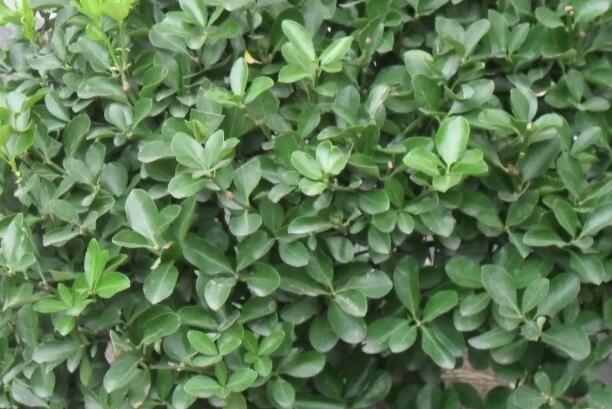 1669472945675491.jpg 7+.jpg