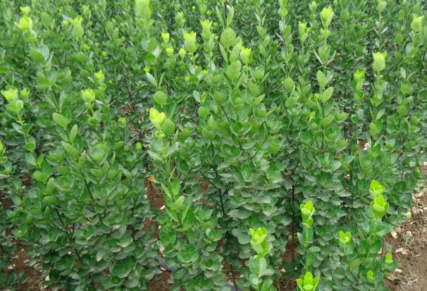 1669472955741369.jpg 7++.jpg