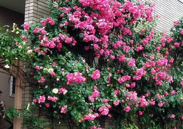 1669548498104951.jpg 4.jpg