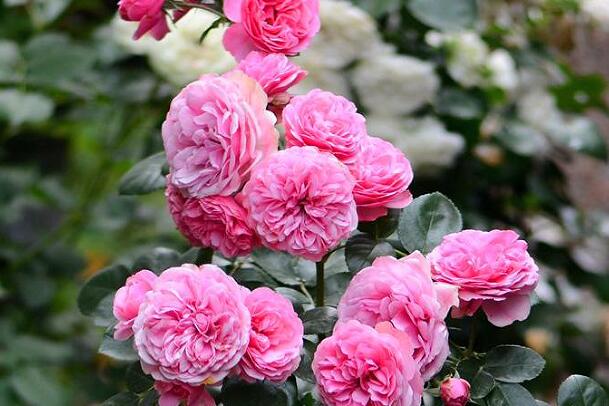 1669548513964007.jpg 4+.jpg