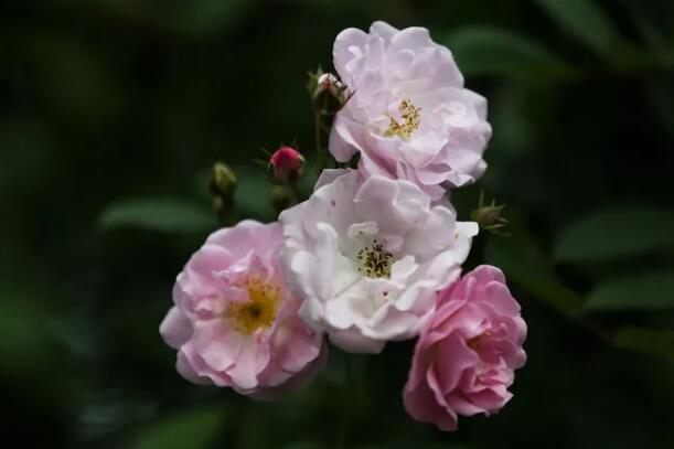 1669548528644957.jpg 4++.jpg