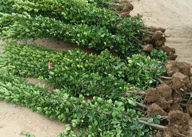 1669558044841129.jpg 4.jpg