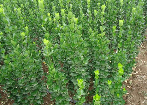 1669558056411526.jpg 4+.jpg