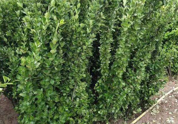 1669558069922086.jpg 4++.jpg