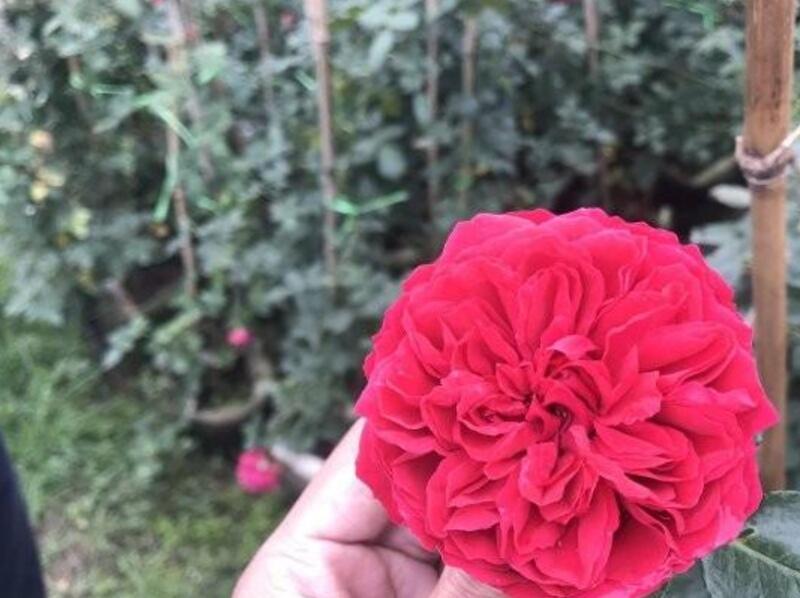 藤本月季 藤本月季