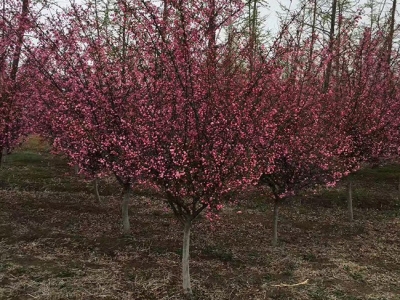 垂絲海棠耐寒多少度