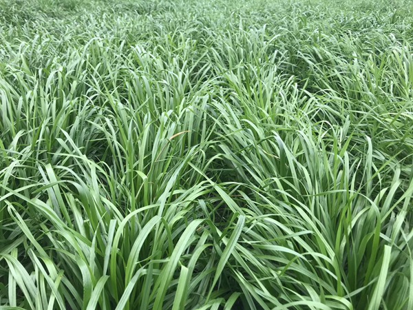 多倍體黑麥草種子 多倍體黑麥草種子