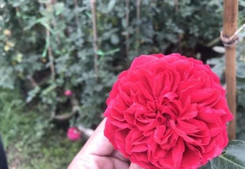 藤本月季 藤本月季