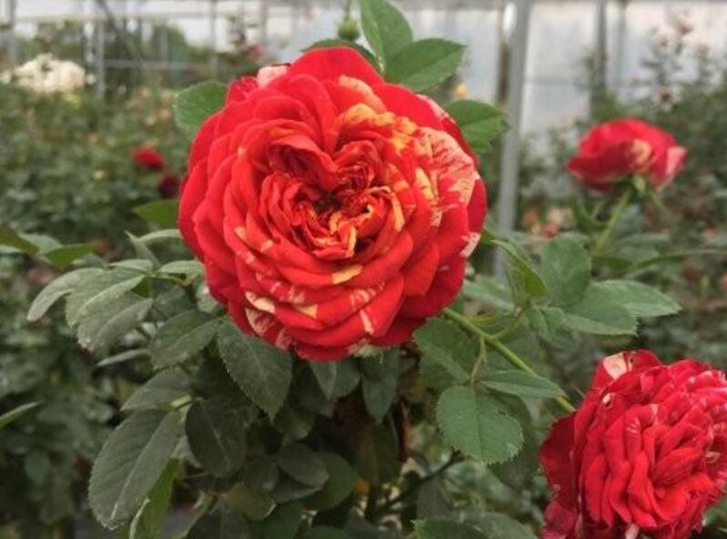 藤本月季 藤本月季