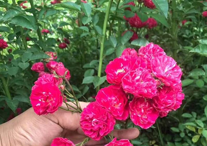 藤本月季 藤本月季