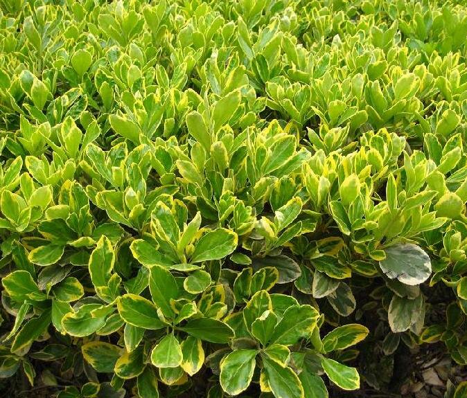 1665724263840668.jpg 1665724263840668.jpg