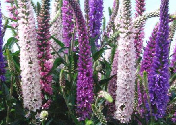 1671027338385514.jpg 5+.jpg