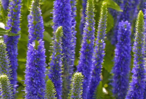 1671027351123863.jpg 5++.jpg