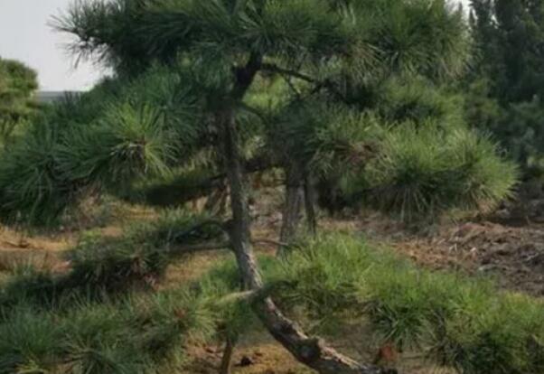 1671031484858920.jpg 4++.jpg