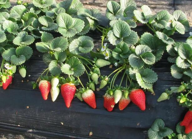 1671114615990999.jpg 8+.jpg