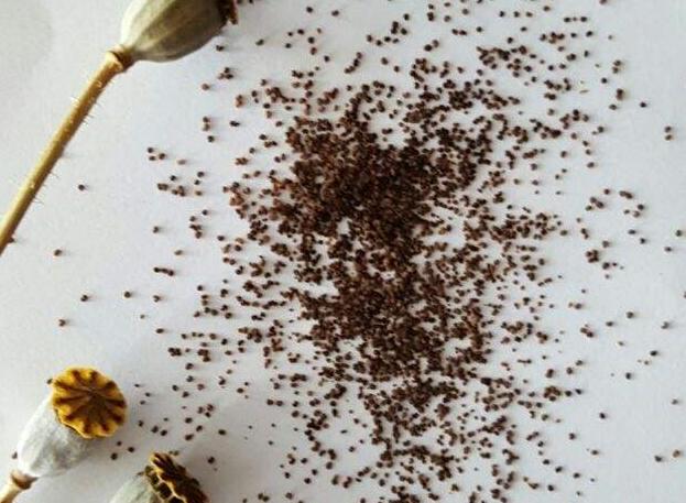 1671115647480300.jpg 5.jpg