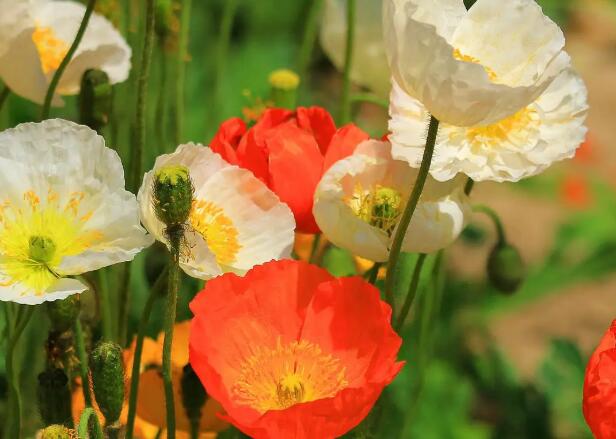 1671115671123664.jpg 5++.jpg