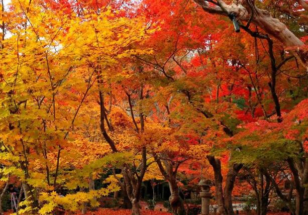 1671115980439505.jpg 4++.jpg