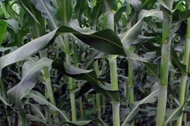 1671199058312358.jpg 6++.jpg