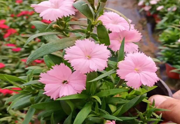 1671199382399288.jpg 5+.jpg