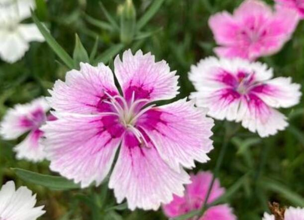 1671199393550656.jpg 5++.jpg