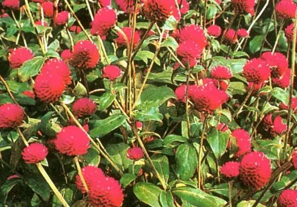 1671200667727660.jpg 1.jpg