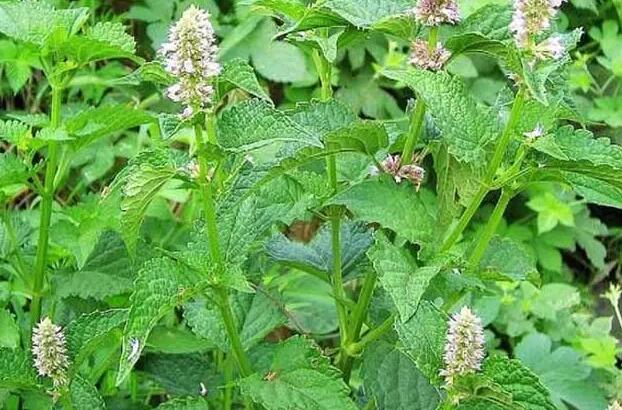 1671204374691568.jpg 2+++.jpg