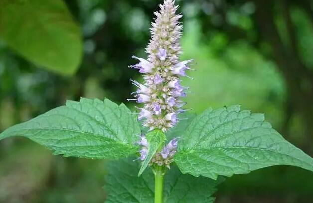 1671204386552242.jpg 2++++.jpg