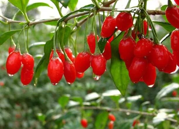 1671205172439063.jpg 0++.jpg