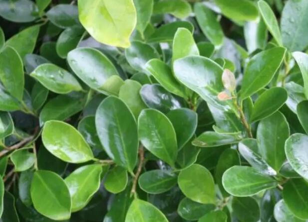 1671541519558732.jpg 9++.jpg